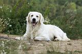 GOLDEN RETRIEVER 612